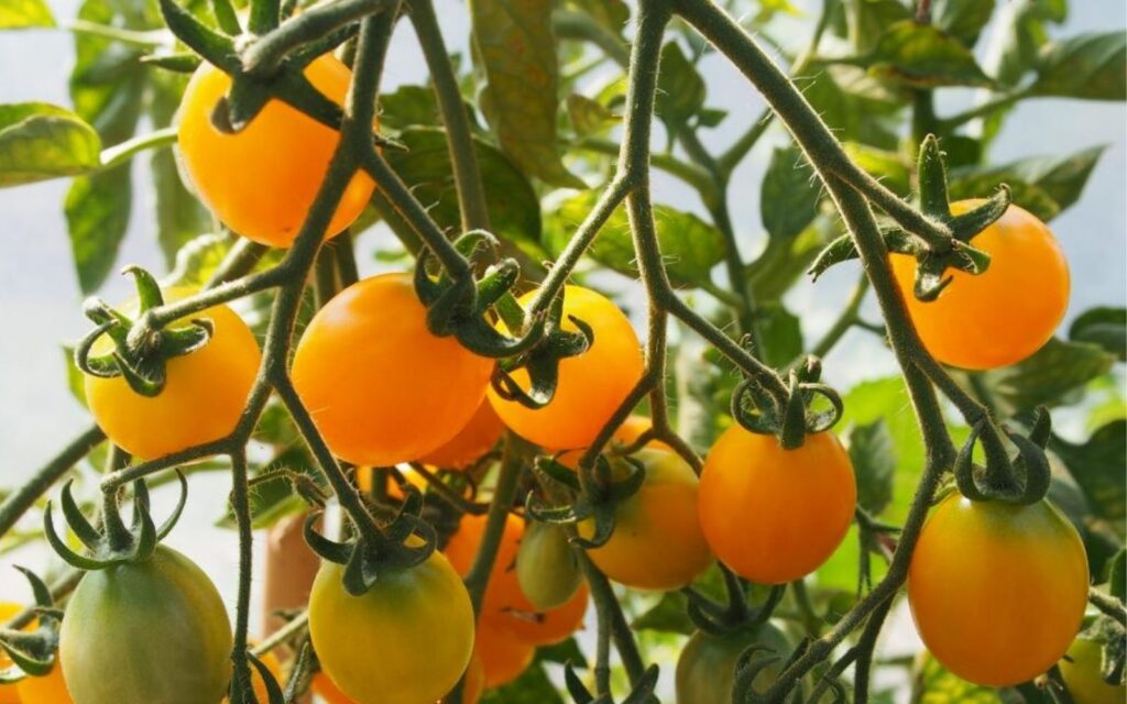Gyllene tomater från billigt plastväxthus
