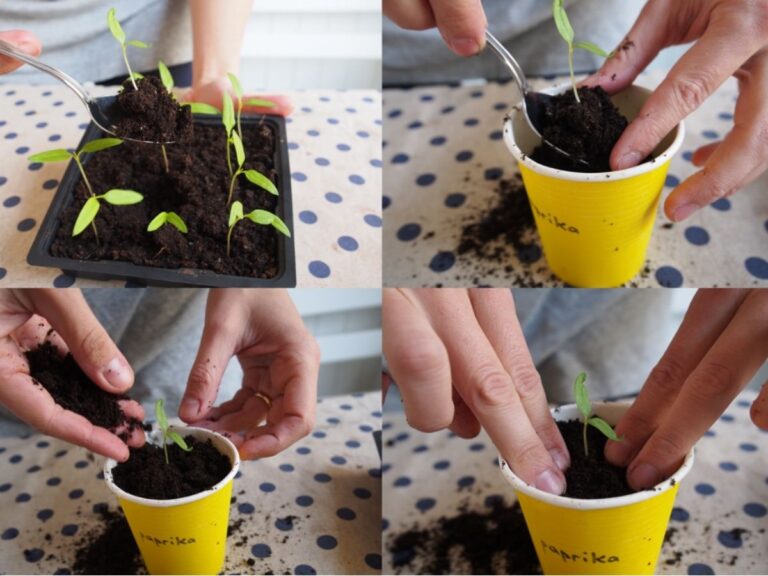 omplantering tomater innan utplantering till växthus