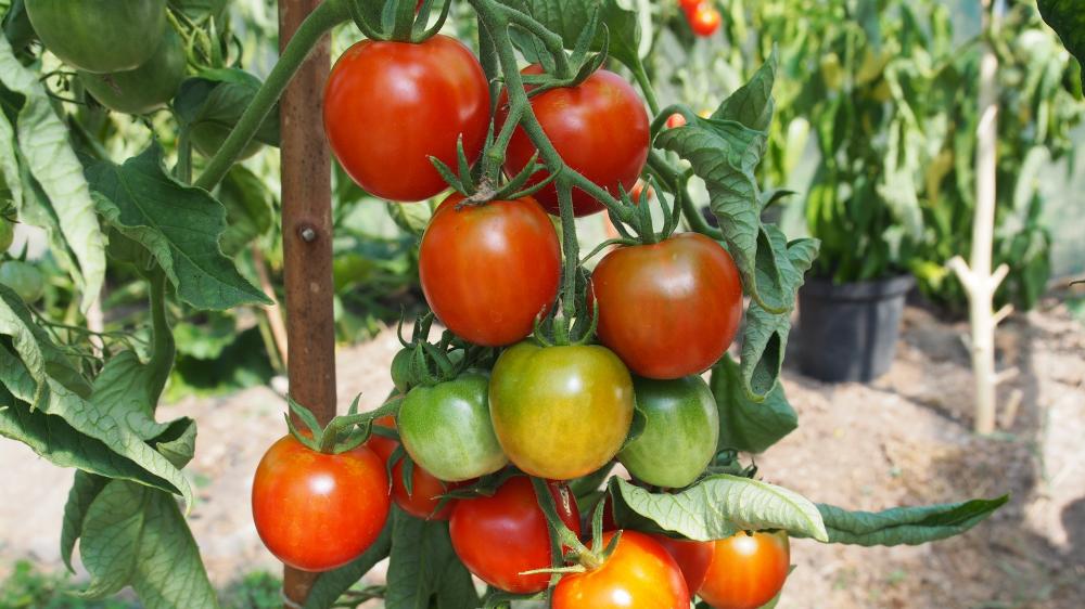 Mogna röda tomater i växthus