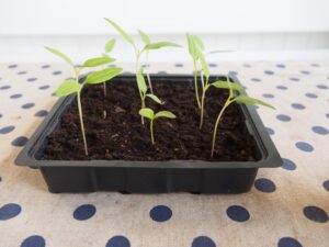 omplantering innan utplantering till bågväxthus