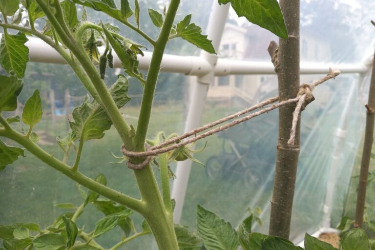 Så binder vi våra tomater i växthuset